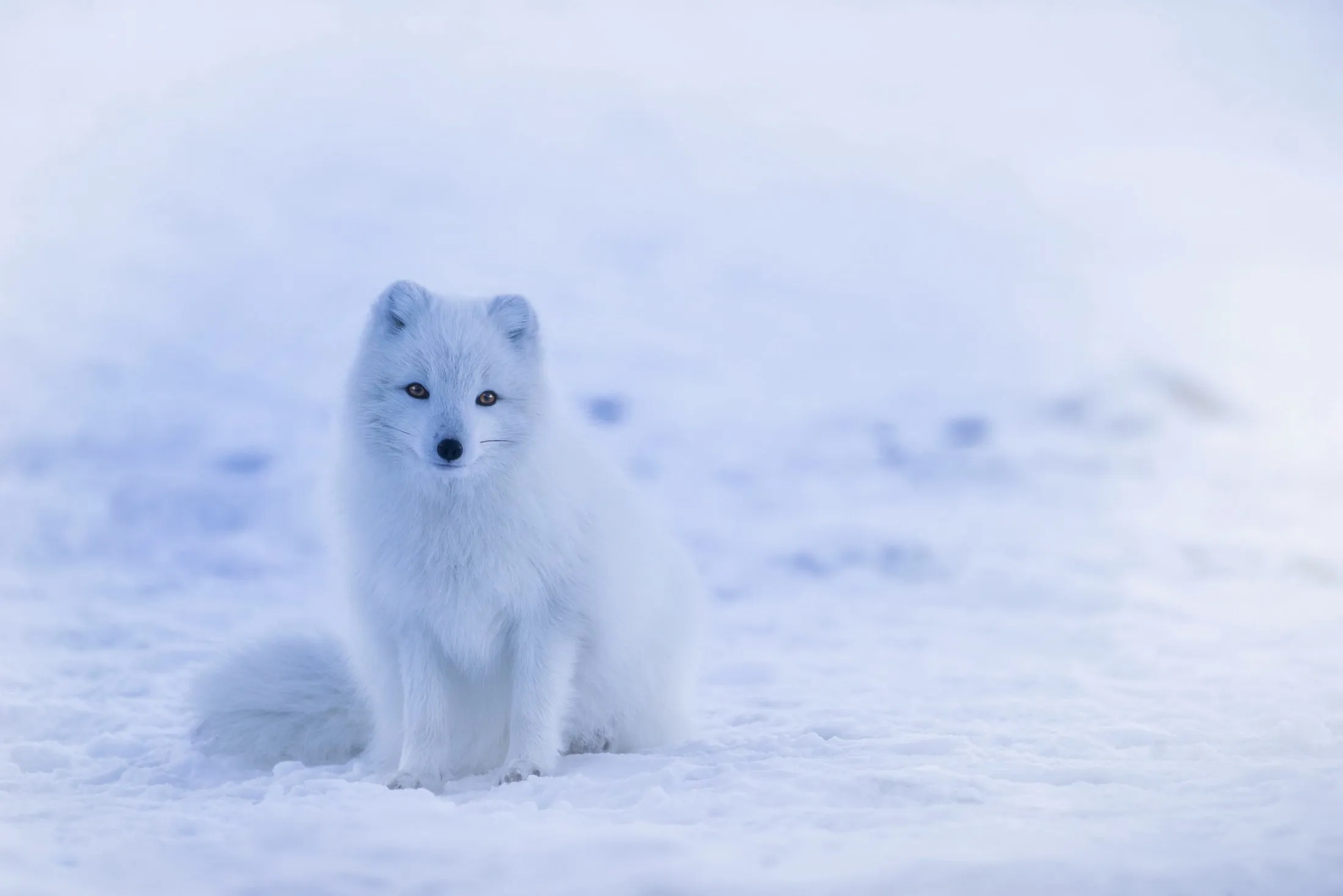 An arctic fox in a snowy environment.